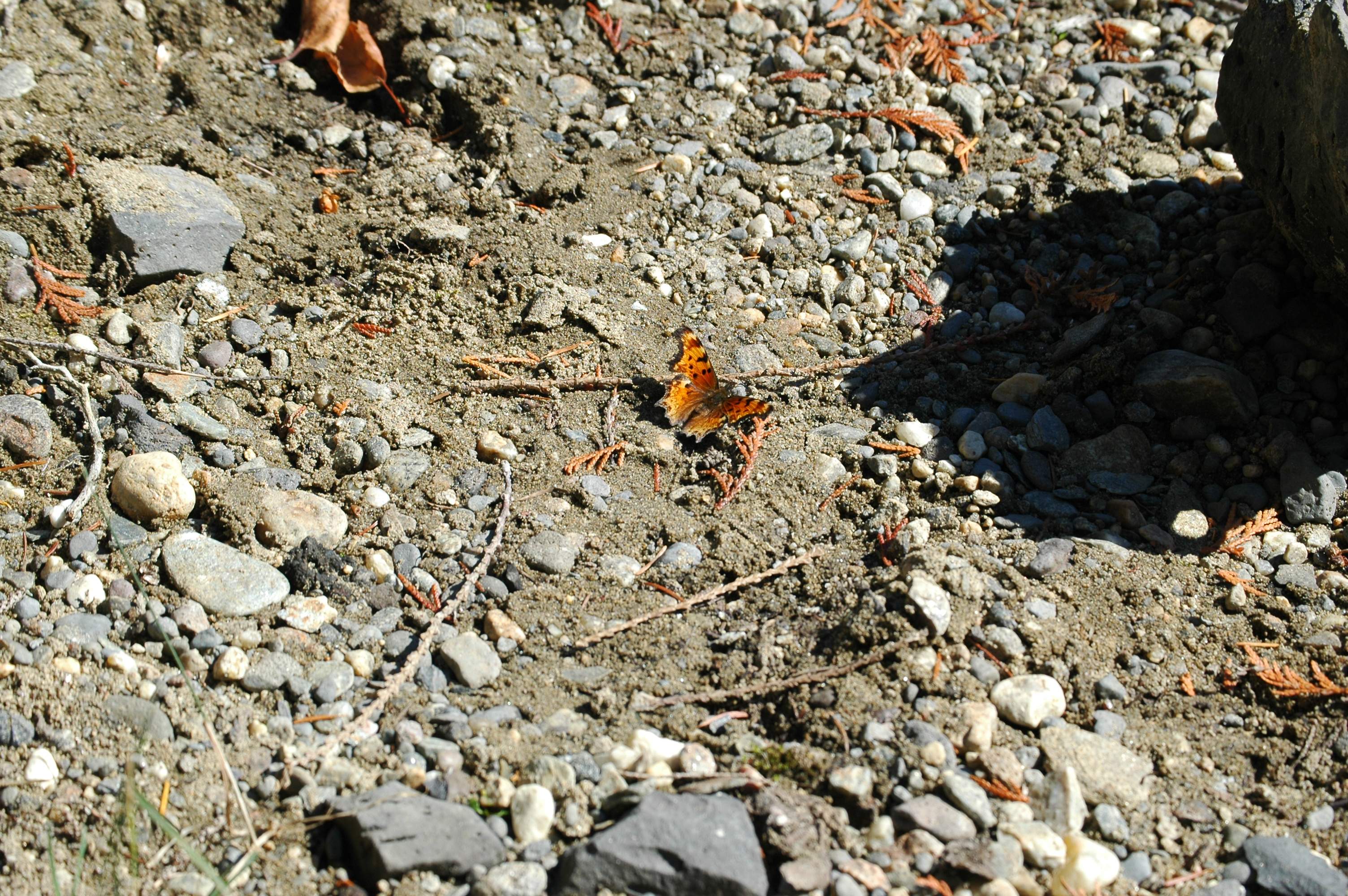 photos/wildlife/Invertebrate_Species/Canada/Canada 2007 408.jpg